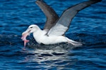 White-capped mollymawk | Toroa. Adult with pink maumau fish seized from surface. Off Whangaroa, Northland, 100 m depth, January 2014. Image © Les Feasey by Les Feasey.