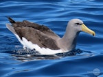 Chatham Island mollymawk | Toroa. Adult on water. Tutukaka Pelagic out past Poor Knights Islands, October 2020. Image © Scott Brooks, www.thepetrelstation.nz by Scott Brooks.