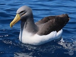 Chatham Island mollymawk | Toroa. Adult on water. Tutukaka Pelagic out past Poor Knights Islands, October 2020. Image © Scott Brooks, www.thepetrelstation.nz by Scott Brooks.