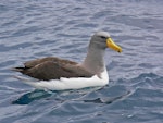 Chatham Island mollymawk | Toroa. Adult on water. The Pyramid, December 2009. Image © Peter Frost by Peter Frost.