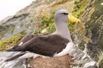 Chatham Island mollymawk | Toroa. Adult on nest. The Pyramid, Chatham Islands, November 2010. Image © Mark Fraser by Mark Fraser.