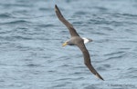 Chatham Island mollymawk | Toroa. Adult in flight. At sea off Dunedin, October 2016. Image © Matthias Dehling by Matthias Dehling.