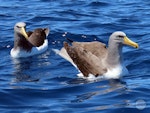 Chatham Island mollymawk | Toroa. Two adults on water. Tutukaka Pelagic out past Poor Knights Islands, October 2020. Image © Scott Brooks, www.thepetrelstation.nz by Scott Brooks.