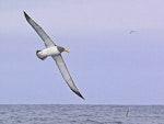 Chatham Island mollymawk | Toroa. Adult in flight showing underwing. The Pyramid, December 2009. Image © Peter Frost by Peter Frost.