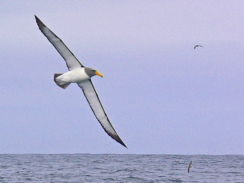 Chatham Island mollymawk | Toroa. Adult in flight showing underwing. The Pyramid, December 2009. Image © Peter Frost by Peter Frost.