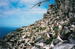 Chatham Island mollymawk | Toroa. Adult in flight over breeding colony. The Pyramid, Chatham Islands, December 2001. Image © Paul Scofield by Paul Scofield.