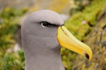 Chatham Island mollymawk | Toroa. Close up of adult head. The Pyramid, Chatham Islands, November 2010. Image © Mark Fraser by Mark Fraser.