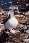 Chatham Island mollymawk | Toroa. Adult on nest with egg. The Pyramid, Chatham Islands, September 1974. Image © Department of Conservation ( image ref: 10036070 ) by Chris Robertson Department of Conservation.