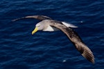 Chatham Island mollymawk | Toroa. Adult in flight showing head and upperwings. The Pyramid, Chatham Islands, November 2010. Image © Mark Fraser by Mark Fraser.