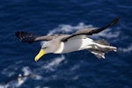 Chatham Island mollymawk | Toroa. Side view of adult in flight. The Pyramid, Chatham Islands, November 2010. Image © Mark Fraser by Mark Fraser.