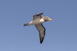 Chatham Island mollymawk | Toroa. Adult in flight. Off Pitt Island, Chatham Islands, November 2020. Image © James Russell by James Russell.