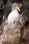 Chatham Island mollymawk | Toroa. Adult and chick on a tall nest pedestal in 'the cave'. The Pyramid, Chatham Islands, December 2009. Image © Mark Fraser by Mark Fraser.