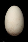 Chatham Island mollymawk | Toroa. Egg 106.2 x 67.9 mm (NMNZ OR.019068, collected by Christopher Robertson). The Pyramid, Chatham Islands, September 1974. Image © Te Papa by Jean-Claude Stahl.