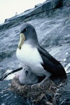 Chatham Island mollymawk | Toroa. Adult brooding downy chick. The Pyramid, December 1987. Image © Alan Tennyson by Alan Tennyson.