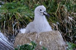 Chatham Island mollymawk | Toroa. Chick alone on nest (post-guard stage). The Pyramid, Chatham Islands, December 2009. Image © Mark Fraser by Mark Fraser.