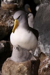 Chatham Island mollymawk | Toroa. Adult and chick on pedestal nest. The Pyramid, Chatham Islands, December 2009. Image © Mark Fraser by Mark Fraser.