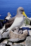 Chatham Island mollymawk | Toroa. Adult with chick on nest. The Pyramid, Chatham Islands, November 2010. Image © Mark Fraser by Mark Fraser.