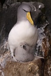 Chatham Island mollymawk | Toroa. Adult with chick on nest. The Pyramid, Chatham Islands, December 2009. Image © Mark Fraser by Mark Fraser.