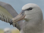 Chatham Island mollymawk | Toroa. Fledgling head detail. Chatham Island near Taiko camp, April 2014. Image © Nikki McArthur by Nikki McArthur.