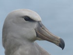 Chatham Island mollymawk | Toroa. Fledgling head detail. Chatham Island near Taiko camp, April 2014. Image © Nikki McArthur by Nikki McArthur.