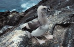 Chatham Island mollymawk | Toroa. Chick close to fledging. The Pyramid, Chatham Islands, February 1993. Image © Graeme Taylor by Graeme Taylor.