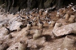 Chatham Island mollymawk | Toroa. Adults and chicks on tall nest pedestals in 'the cave'. The Pyramid, Chatham Islands, December 2009. Image © Mark Fraser by Mark Fraser.