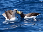 Chatham Island mollymawk | Toroa. Two adults mutual allopreening on water. Tutukaka Pelagic out past Poor Knights Islands, October 2020. Image © Scott Brooks, www.thepetrelstation.nz by Scott Brooks.