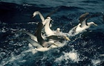 Chatham Island mollymawk | Toroa. Adult (with fully yellow bill) competing for fish scraps with Salvin's mollymawks and one Buller's mollymawk (right). Snares Islands, February 1983. Image © Colin Miskelly by Colin Miskelly.