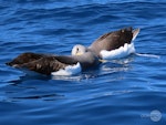 Chatham Island mollymawk | Toroa. Two adults mutual allopreening on water. Tutukaka Pelagic out past Poor Knights Islands, September 2020. Image © Scott Brooks, www.thepetrelstation.nz by Scott Brooks.