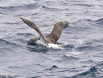 Chatham Island mollymawk | Toroa. Adult looking for fish scraps. The Pyramid, December 2009. Image © Peter Frost by Peter Frost.