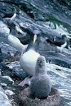 Chatham Island mollymawk | Toroa. Adult and downy chick. The Pyramid, December 1987. Image © Alan Tennyson by Alan Tennyson.