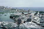 Chatham Island mollymawk | Toroa. Colony. The Pyramid, Chatham Islands, December 1987. Image © Alan Tennyson by Alan Tennyson.