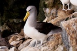 Chatham Island mollymawk | Toroa. Adult on empty nest. The Pyramid, Chatham Islands, December 2009. Image © Mark Fraser by Mark Fraser.