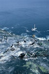 Chatham Island mollymawk | Toroa. View of nesting birds. The Pyramid, December 1987. Image © Alan Tennyson by Alan Tennyson.