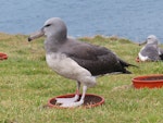 Chatham Island mollymawk | Toroa. Translocated fledgling standing on artificial nest. Chatham Island near Taiko camp, April 2014. Image © Nikki McArthur by Nikki McArthur.