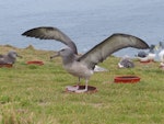 Chatham Island mollymawk | Toroa. Translocated fledgling exercising wings. Chatham Island near Taiko camp, April 2014. Image © Nikki McArthur by Nikki McArthur.