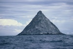 Chatham Island mollymawk | Toroa. The Pyramid is the sole breeding site. The Pyramid, December 1987. Image © Alan Tennyson by Alan Tennyson.