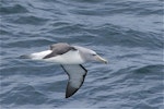 Salvin's mollymawk | Toroa. Side view of adult in flight. Tasman Sea off Fiordland coast, November 2011. Image © Steve Attwood by Steve Attwood.