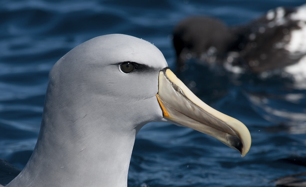 Salvin's mollymawk | Toroa. Close-up of adult head. Kaikoura pelagic, January 2013. Image © Philip Griffin by Philip Griffin.