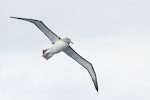 Salvin's mollymawk | Toroa. Adult in flight. At sea off Stewart Island, January 2016. Image © Edin Whitehead by Edin Whitehead.