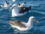 Salvin's mollymawk | Toroa. Adult on water with adult white-capped mollymawk. Cook Strait, Wellington, New Zealand, July 2012. Image © Michael Szabo by Michael Szabo.