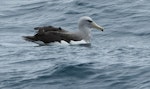 Salvin's mollymawk | Toroa. Adult in fresh plumage. At sea off Stewart Island, November 2017. Image © Les Feasey by Les Feasey.