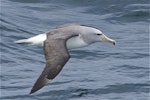 Salvin's mollymawk | Toroa. Adult in flight. Tasman Sea off Fiordland coast, November 2011. Image © Steve Attwood by Steve Attwood.