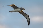 Salvin's mollymawk | Toroa. Adult in flight. At sea off Stewart Island, December 2014. Image © Douglas Gimesy by Douglas Gimesy.