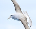 Salvin's mollymawk | Toroa. Adult in flight. Cook Strait, April 2016. Image © Phil Battley by Phil Battley.