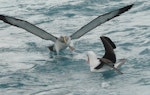 Salvin's mollymawk | Toroa. Adult (left) on water showing 'armpits' plus black-browed mollymawk. Cook Strait, August 2012. Image © Alan Tennyson by Alan Tennyson.