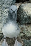 Salvin's mollymawk | Toroa. Juvenile. Bounty Islands. Image © Department of Conservation ( image ref: 10034366 ) by Murray Williams Department of Conservation.