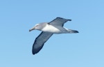 Salvin's mollymawk | Toroa. Subadult (or adult with dark bill tip). Cook Strait, August 2017. Image © Alan Tennyson by Alan Tennyson.