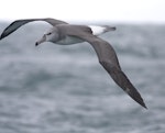 Salvin's mollymawk | Toroa. Immature in flight. At sea off Whanganui, October 2009. Image © Phil Battley by Phil Battley.