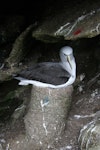 Salvin's mollymawk | Toroa. Adult on pedestal nest. Toru Islet, Western Chain, Snares, October 2009. Image © Matt Charteris by Matt Charteris.